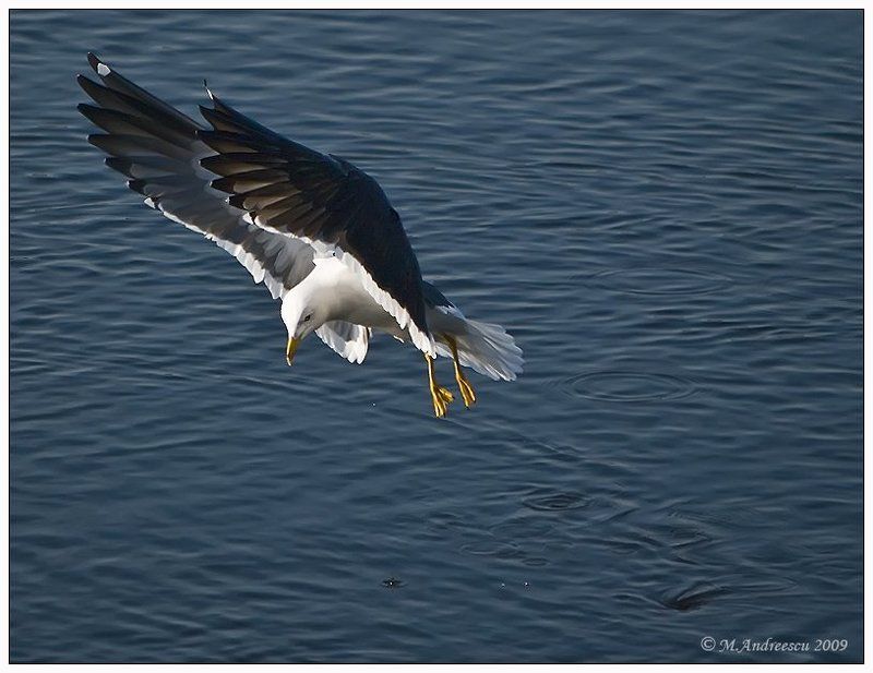 чайка, птица, птицы, пернатые, нева, питер, петербург Невское болеро (Этюд №2) фото превью