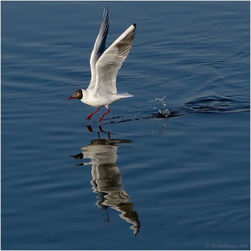 Невское болеро (Этюд №3) фото превью