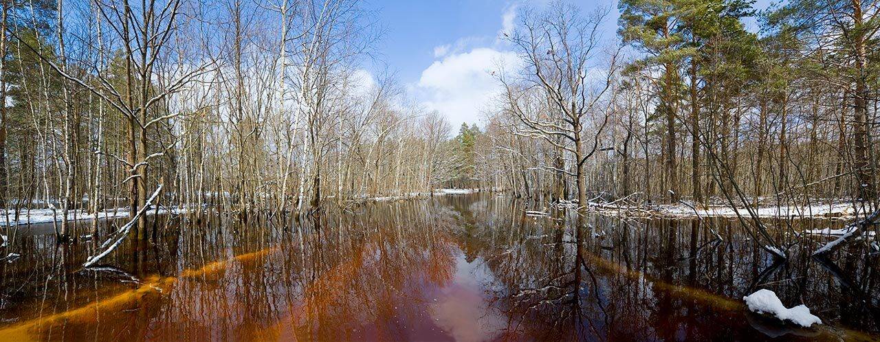 весна, лес, заповедник, дорога, разлив, Partner (Андрей Алексеев)