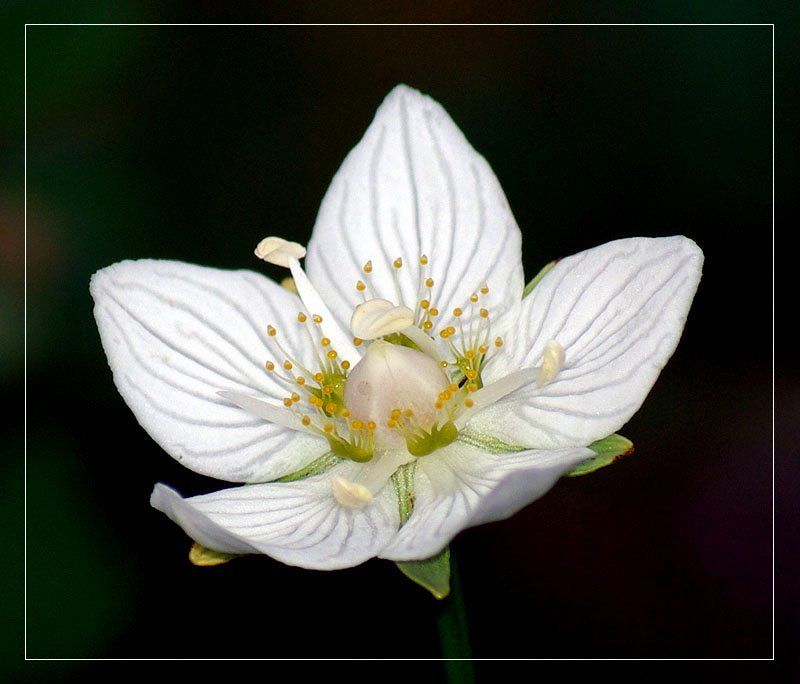 белозор Белозор болотный фото превью