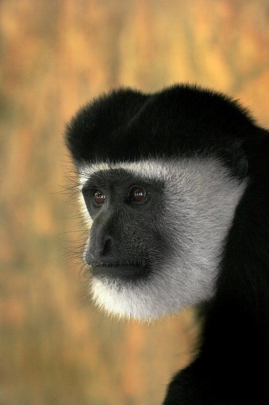 Обезьян в тюбетейке фото превью