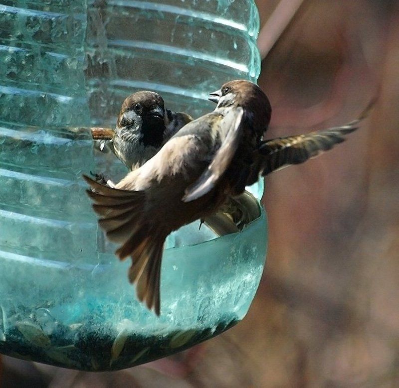 спор фото превью