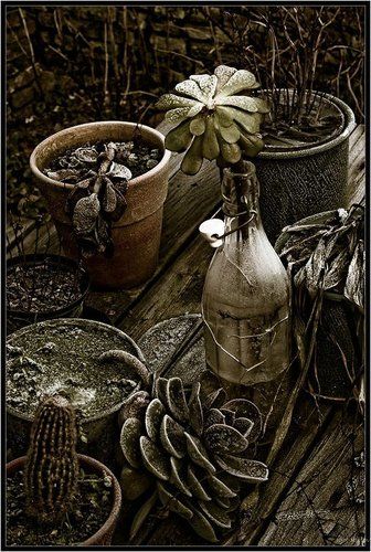 Зимние кактусы