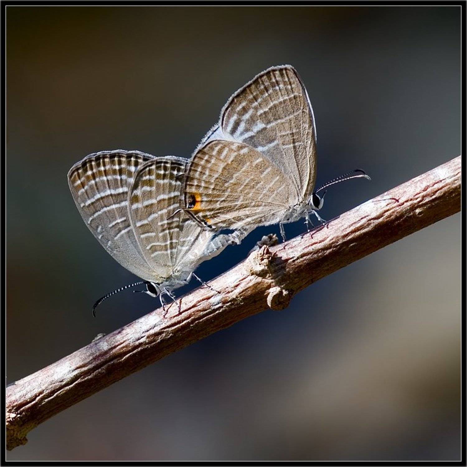 таиланд,макро,симметрия любви,бабочки, Александр Константинов