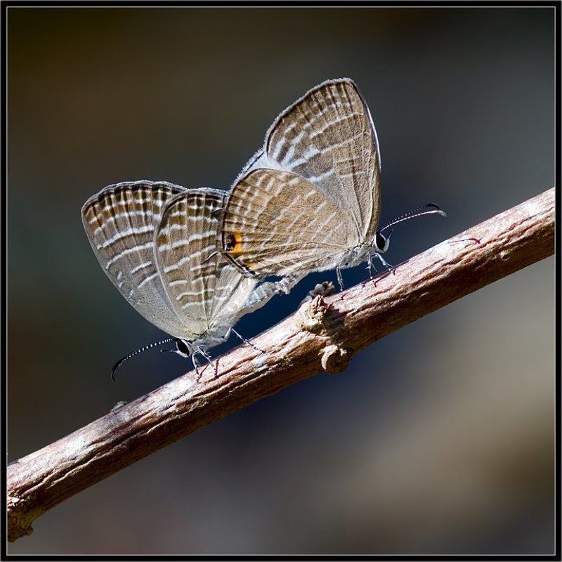 таиланд,макро,симметрия любви,бабочки Симметрия любви фото превью