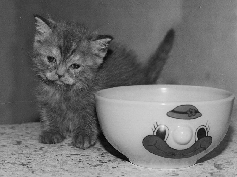 плёнка, котёнок, чашка Котофото фото превью