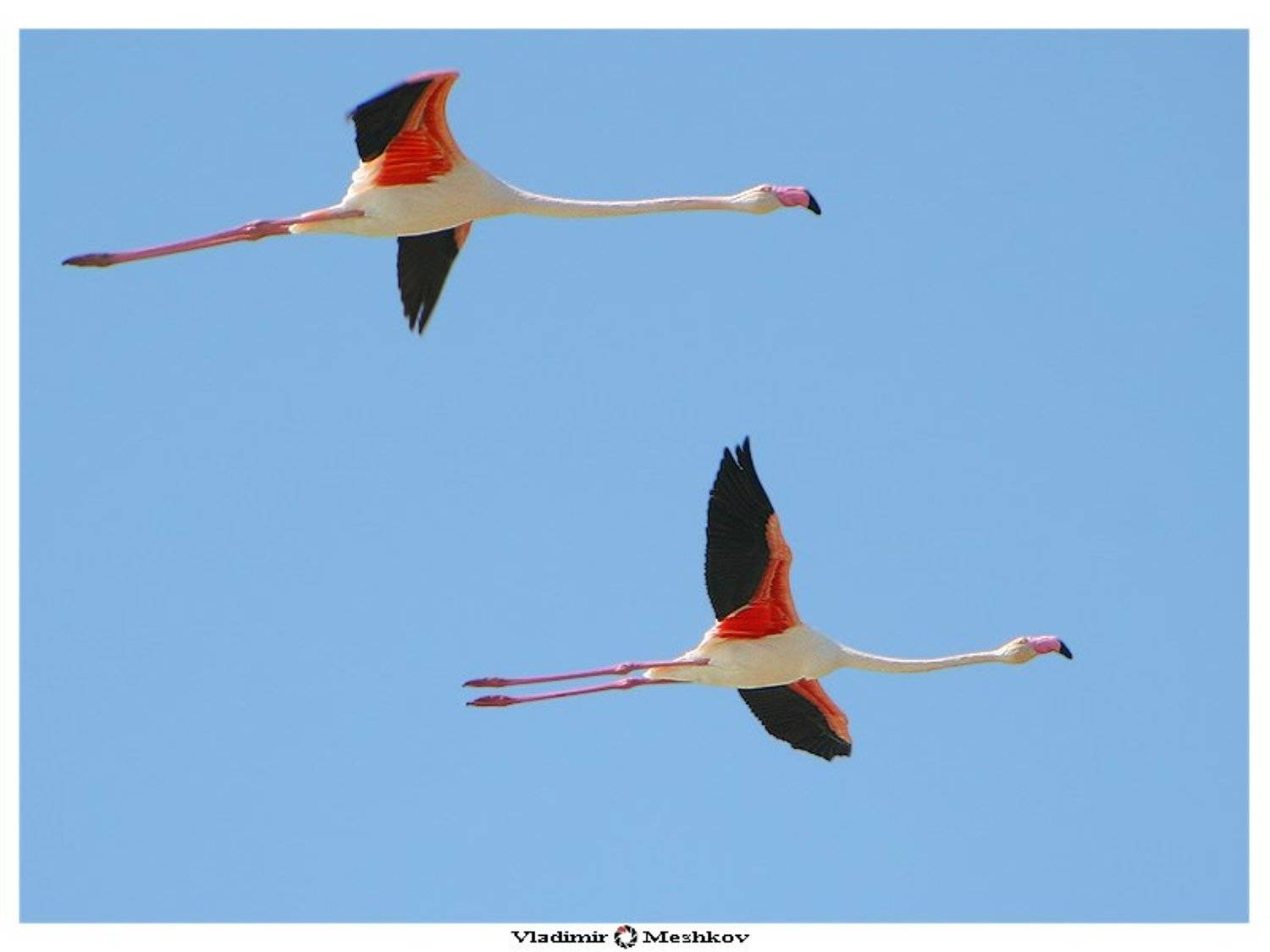 , Владимир Л. Мешков