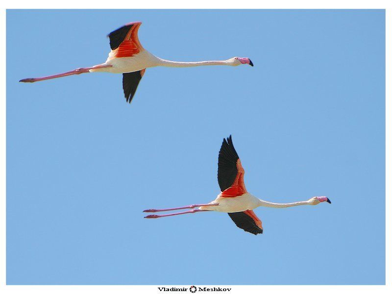 ФЛАМИНГО РОЗОВЫЙ. (Phoenicopterus roseus).