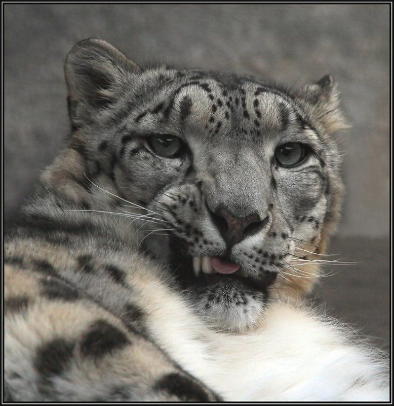 Зуб даю... фото превью