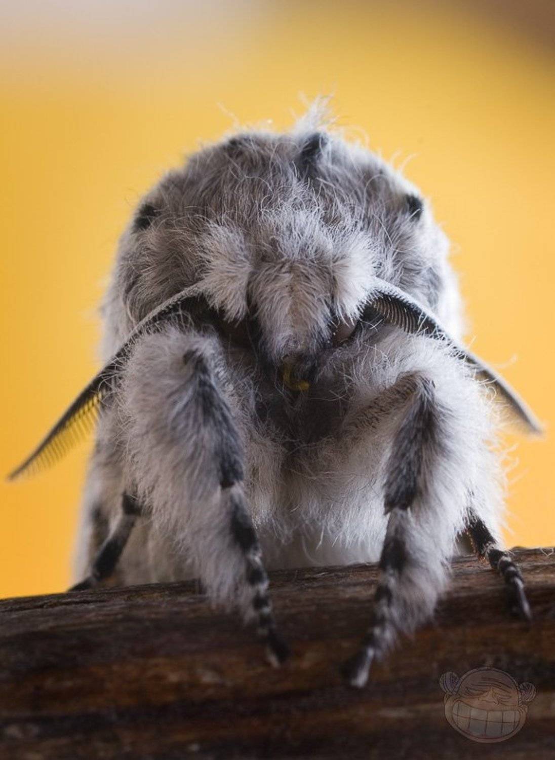 гарпия, самка, бабочока, макро, Amazon-san