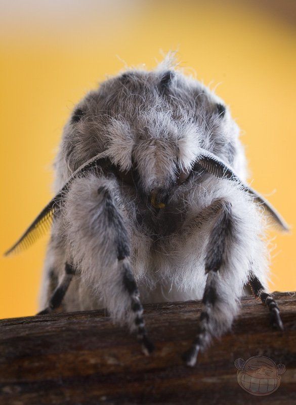 гарпия, самка, бабочока, макро Мама-пират фото превью