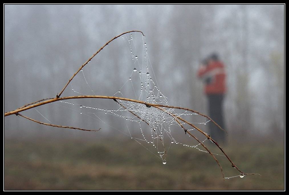 паутина, капли, туман, Юрий Фролов
