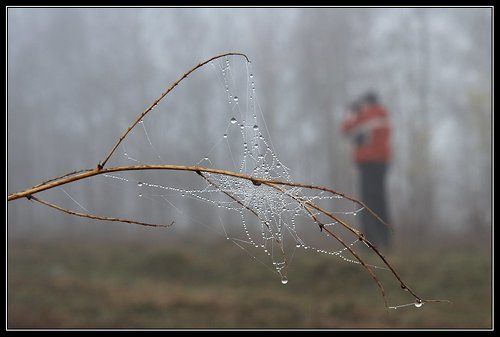 Про разные виды...