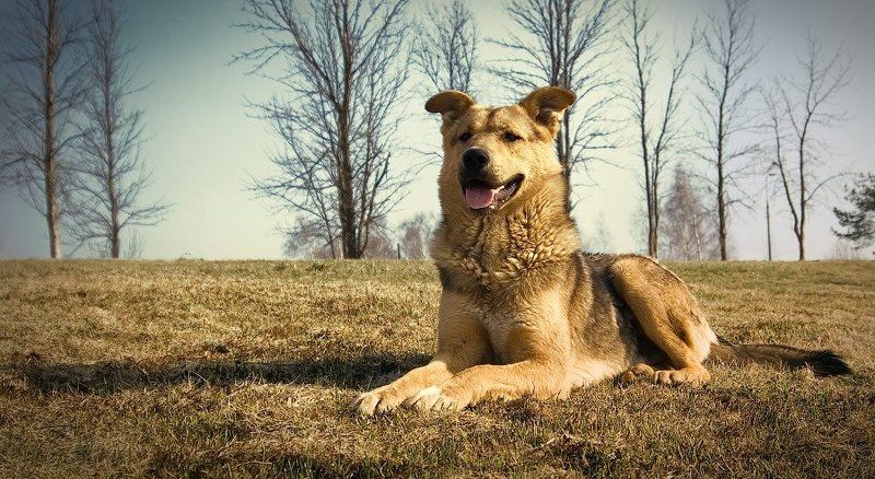 Сторож фото превью