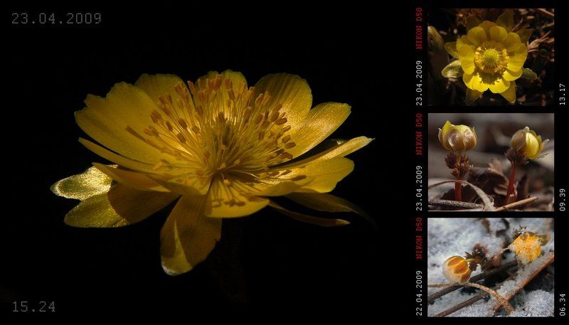 Хроника одного расследования, или Адонис амурский (Adonis amurensis) фото превью