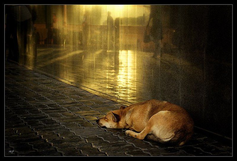 собака О снах привокзальной собаки... фото превью
