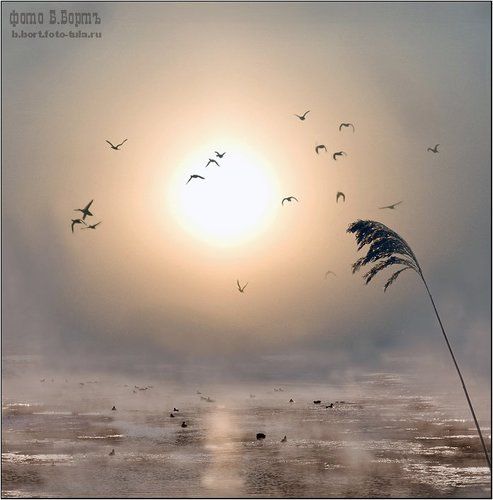 Утки в городе