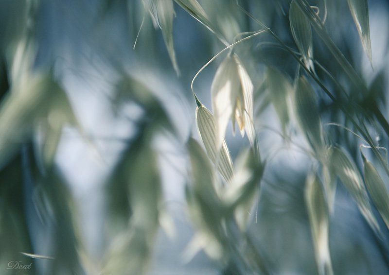 нежная, весна, голубое, зеленое Spring фото превью