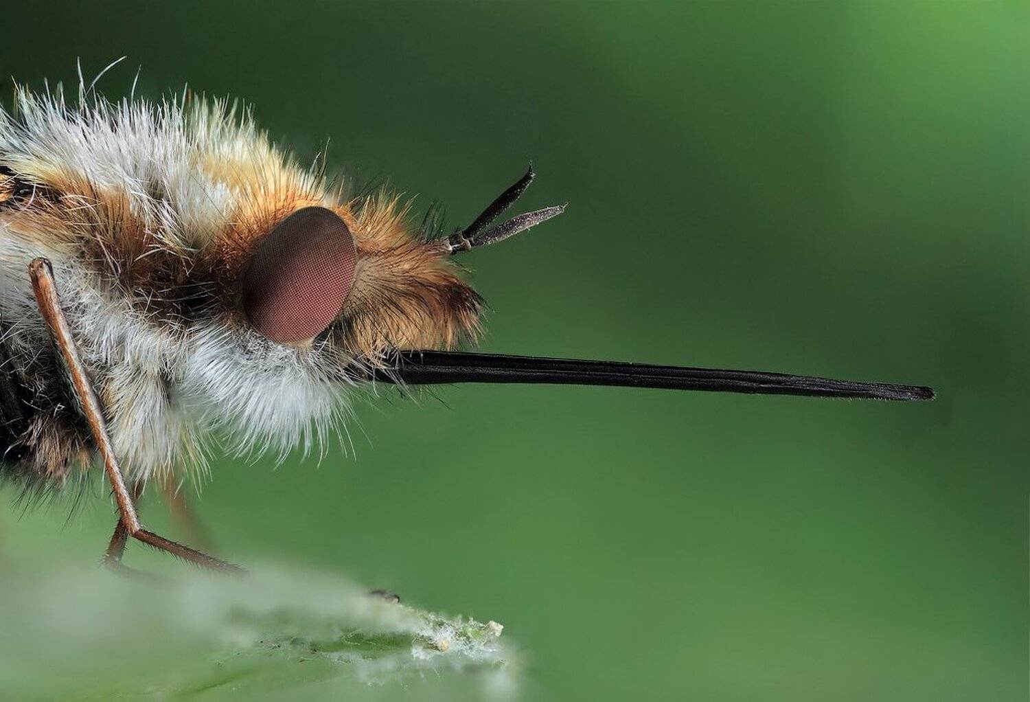 макро, жужжало, bombilius, major, DDT