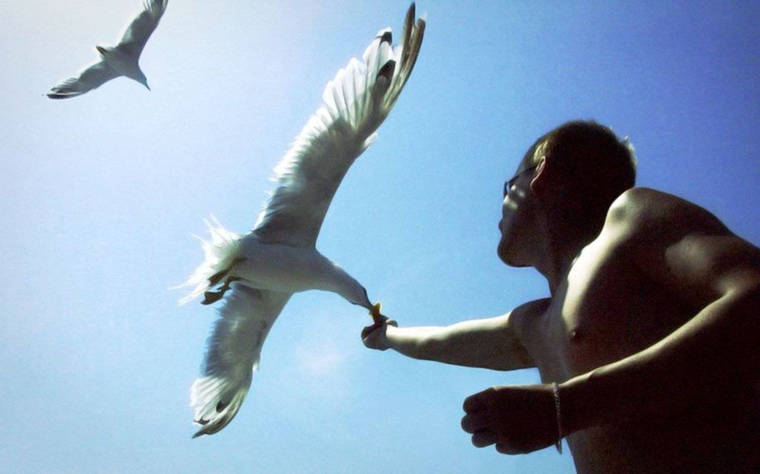 чайки, море, птицы, природа, EPX