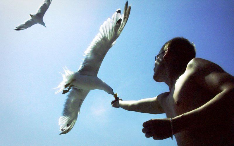 Чайки фото превью