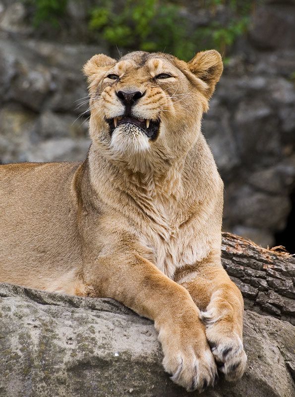 Дама с характером фото превью