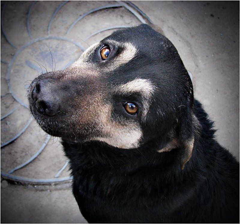 собака, друг,  печаль в глазах, один Один... фото превью