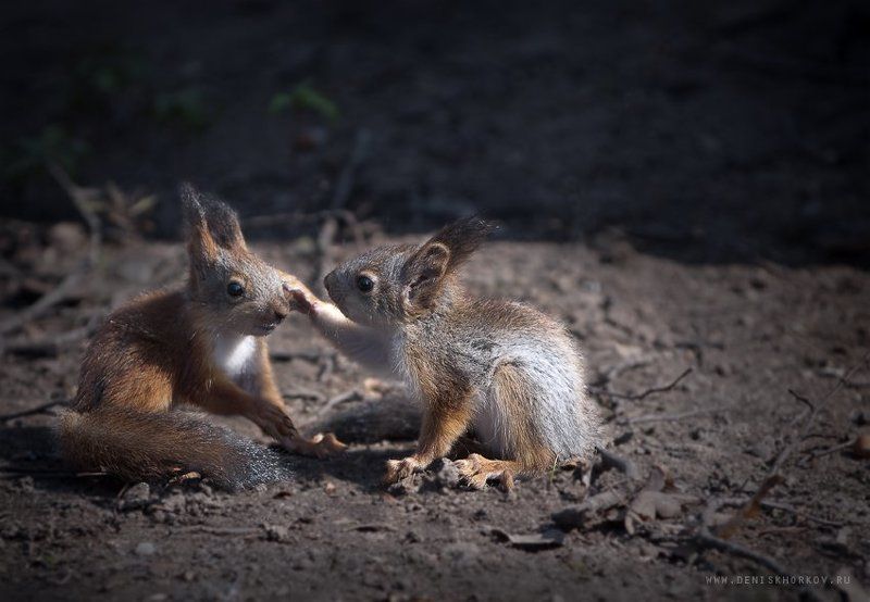 Иди сюда, щас целовать буду! фото превью
