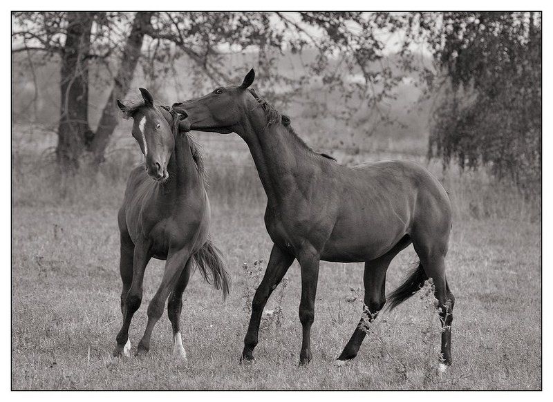 Игры фото превью