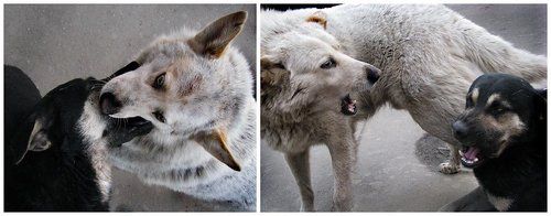 От любви до ненависти один шаг!