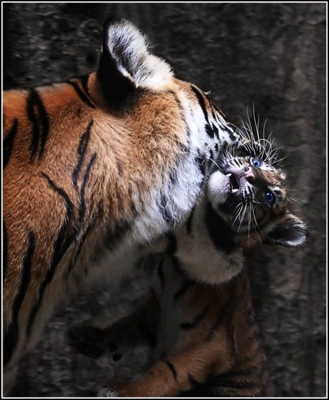 Материнские заботы фото превью