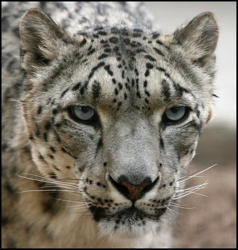 Демон фото превью