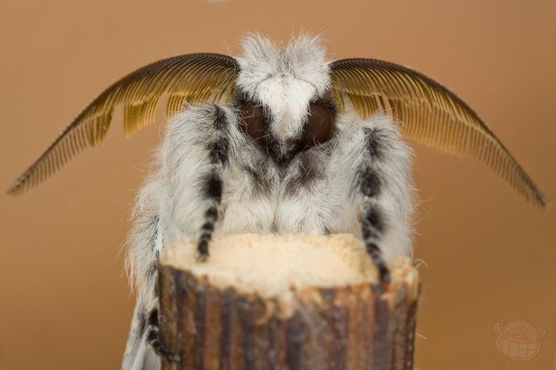 гарпия, самец, бабочка, макро Папа-пират фото превью