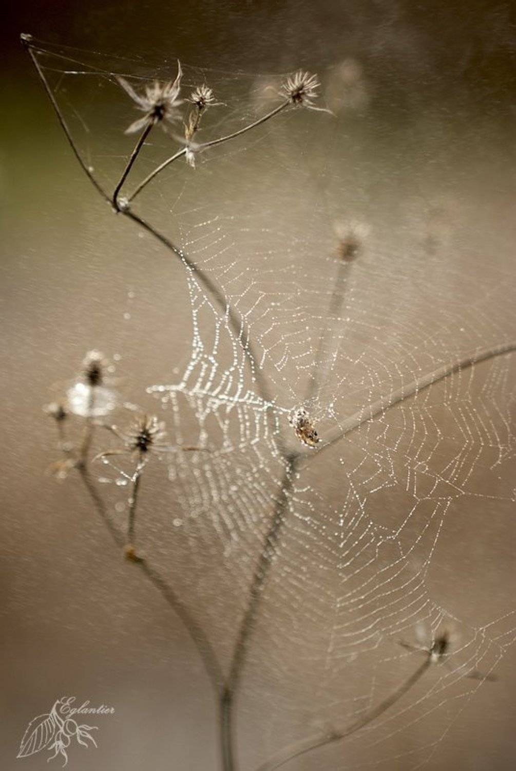 макро, паутина, паук, капли, роса, сухоцвет, весна, лес, Ольга Глушкова