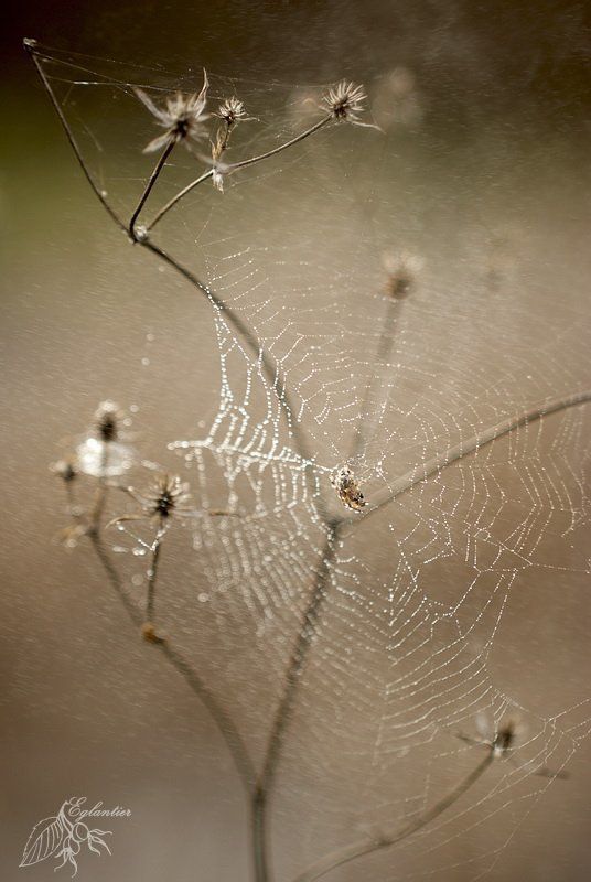 макро, паутина, паук, капли, роса, сухоцвет, весна, лес Паутинка -1- фото превью