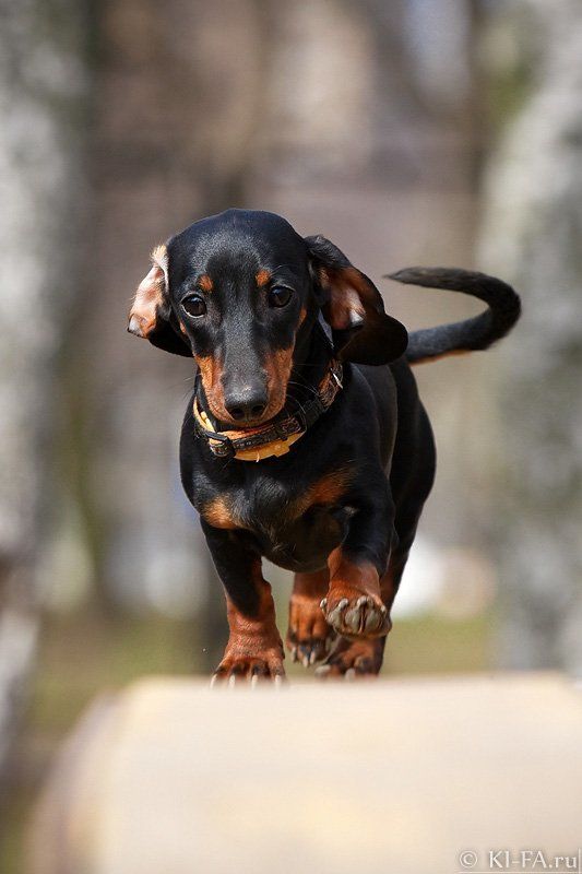 Симочка фото превью