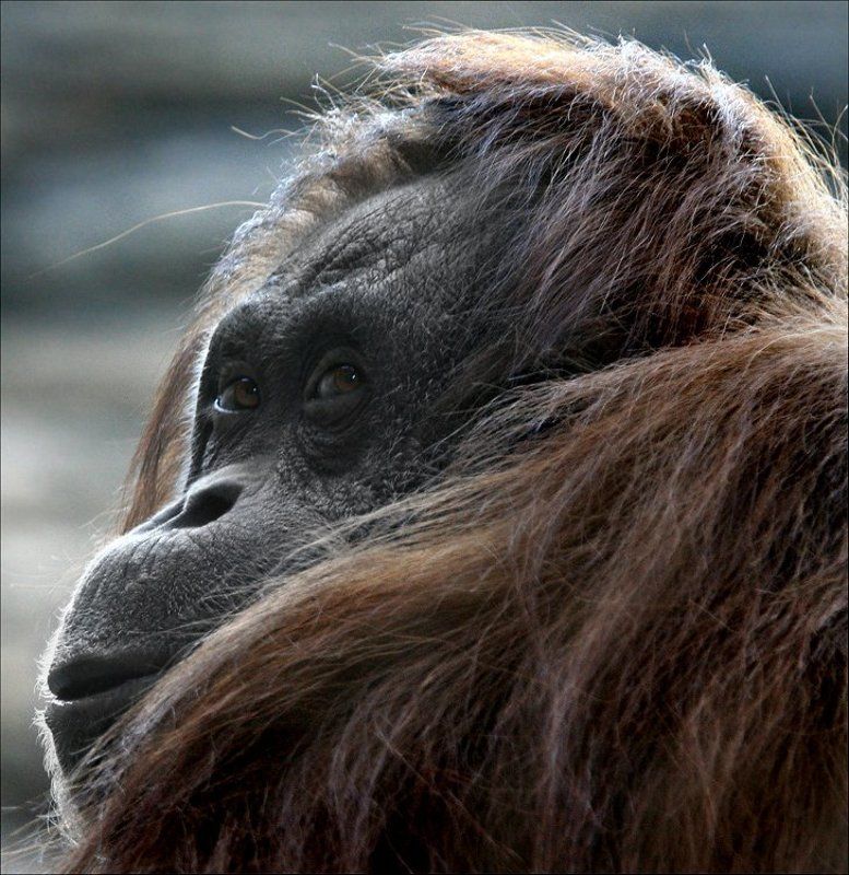 Копна фото превью