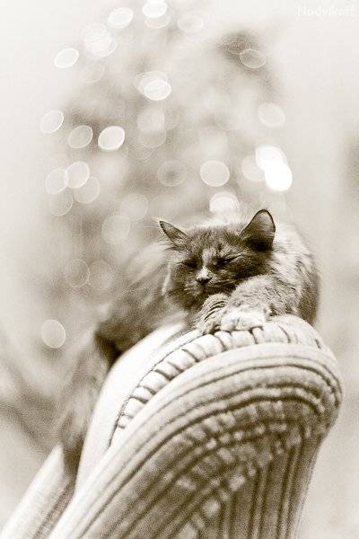 кошка, кресло, ёлка, уют, Nodvikoff