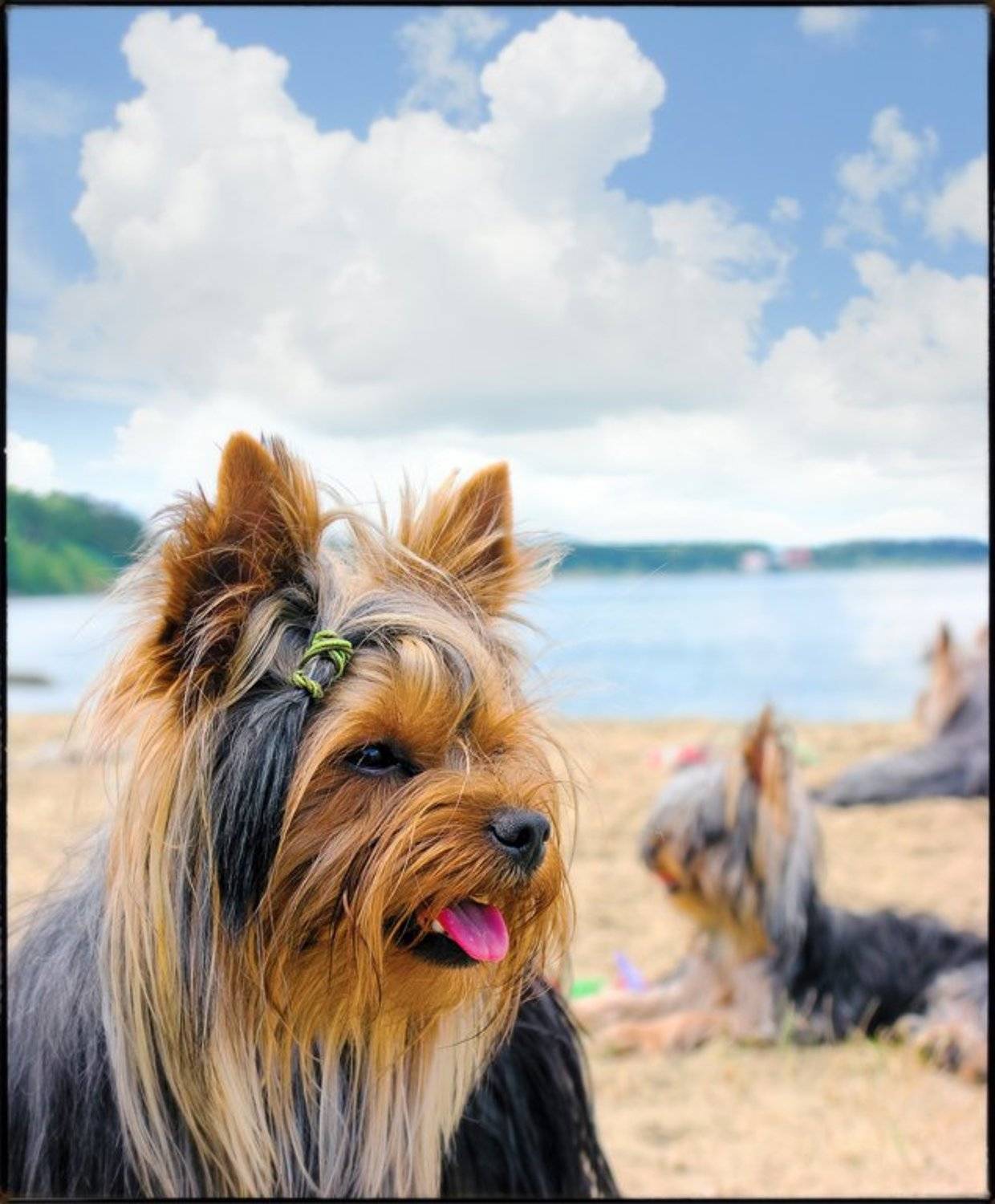 , Pashis Пашис Андрей