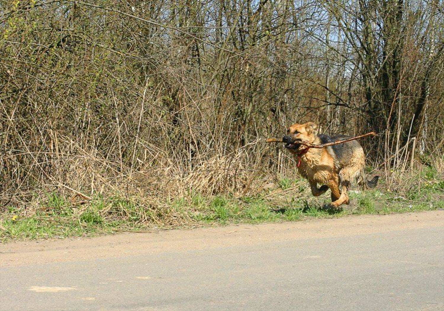 собака, овчарка, бег, апорт, Vlad Shanalin