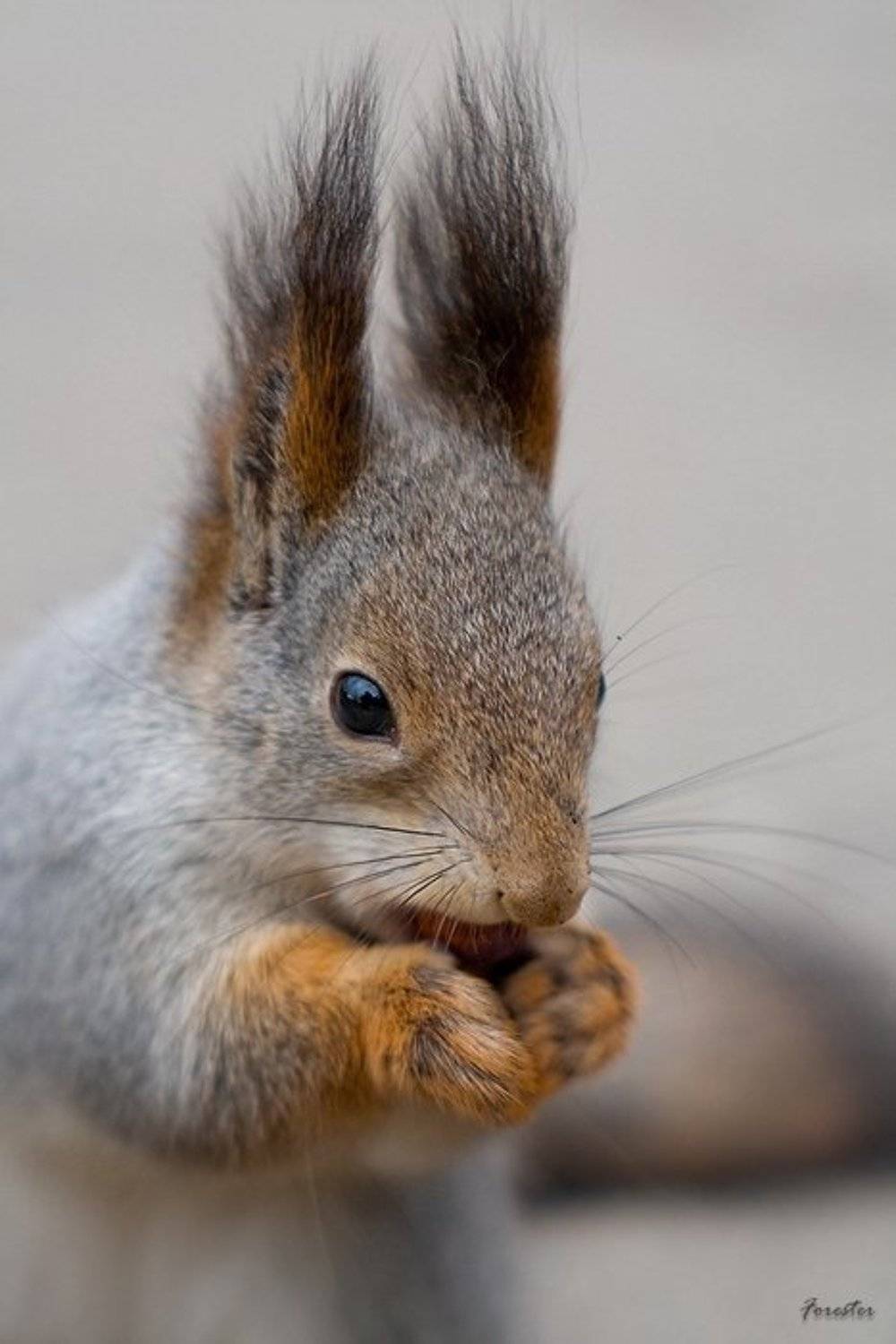 белка, портрет, squirrel, Алексей