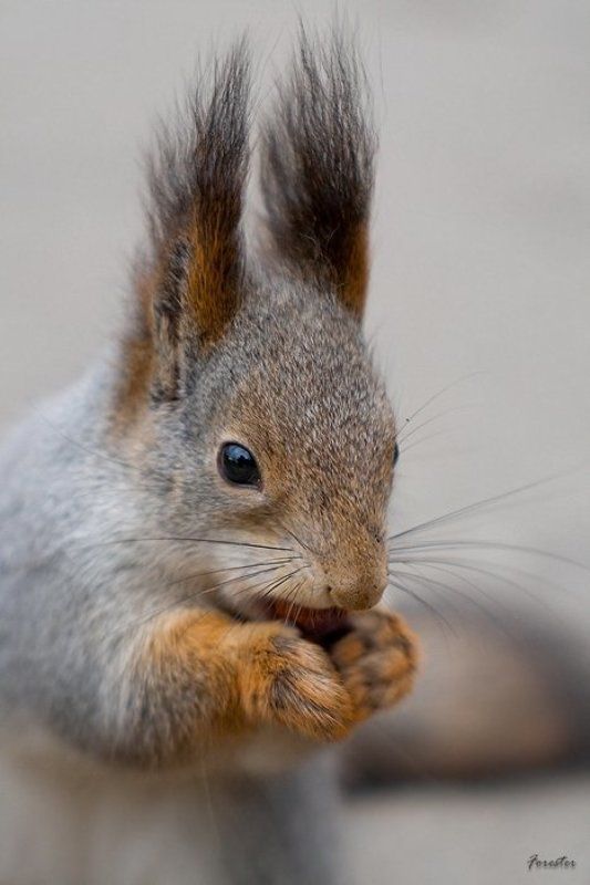белка, портрет, squirrel Портрет Белки фото превью
