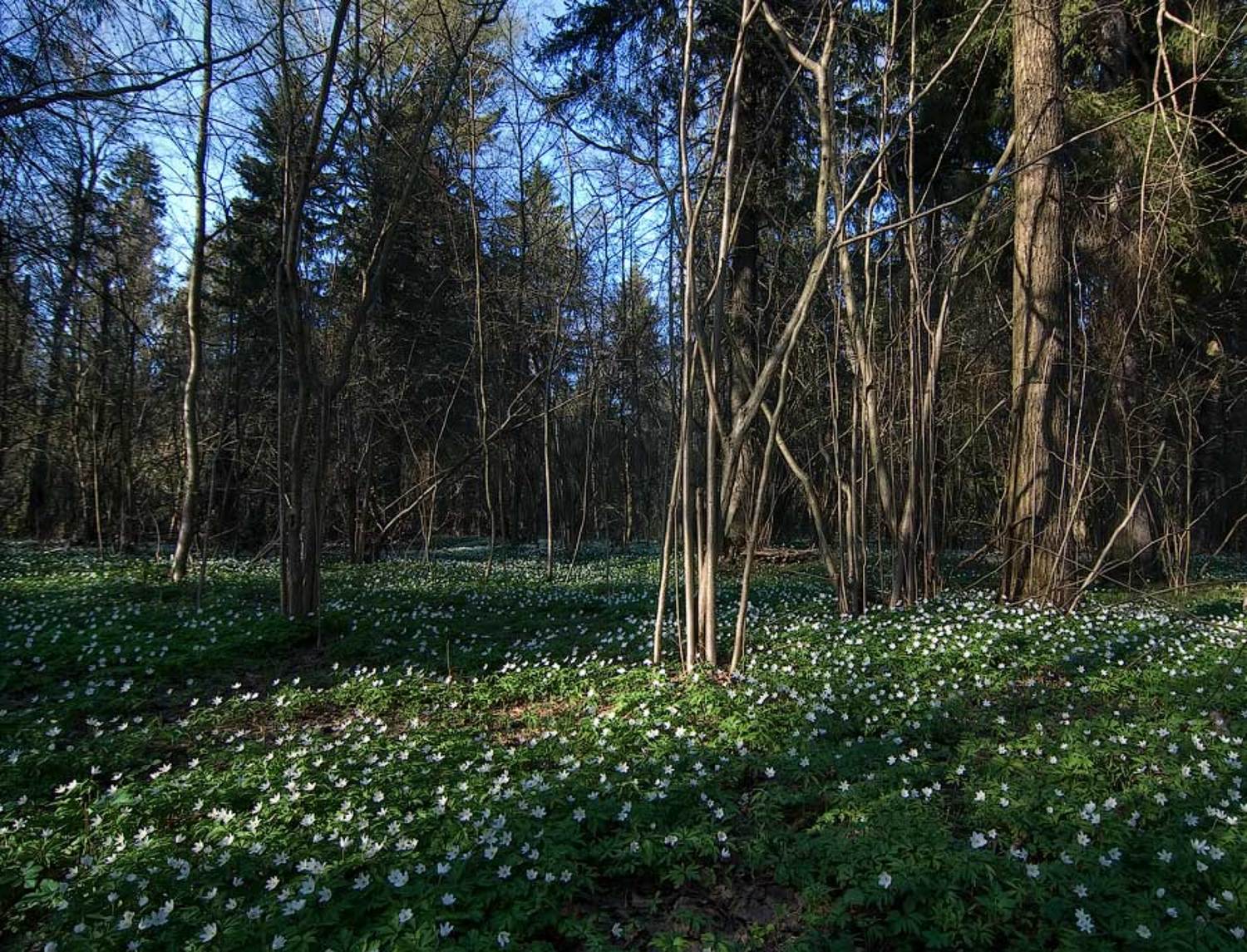 , Дмитрий Милосердов