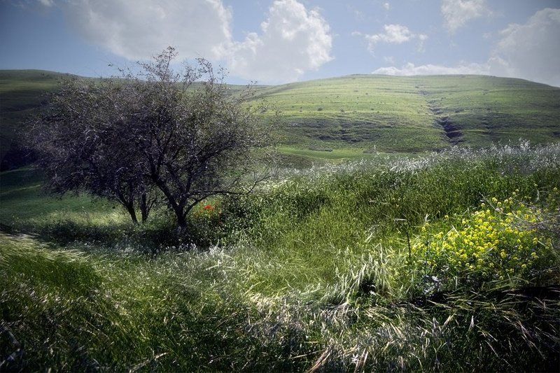 Растрёпа-апрель фото превью