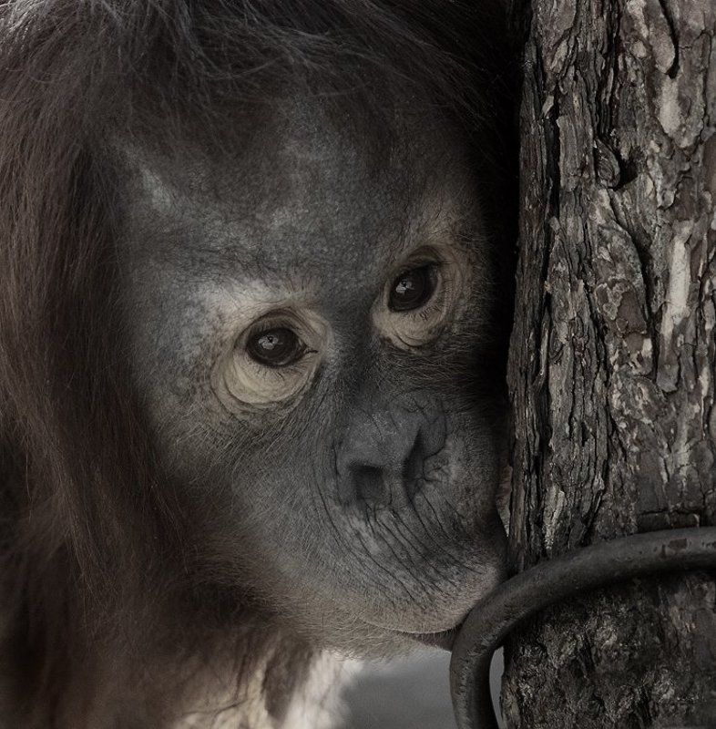 Железяка фото превью