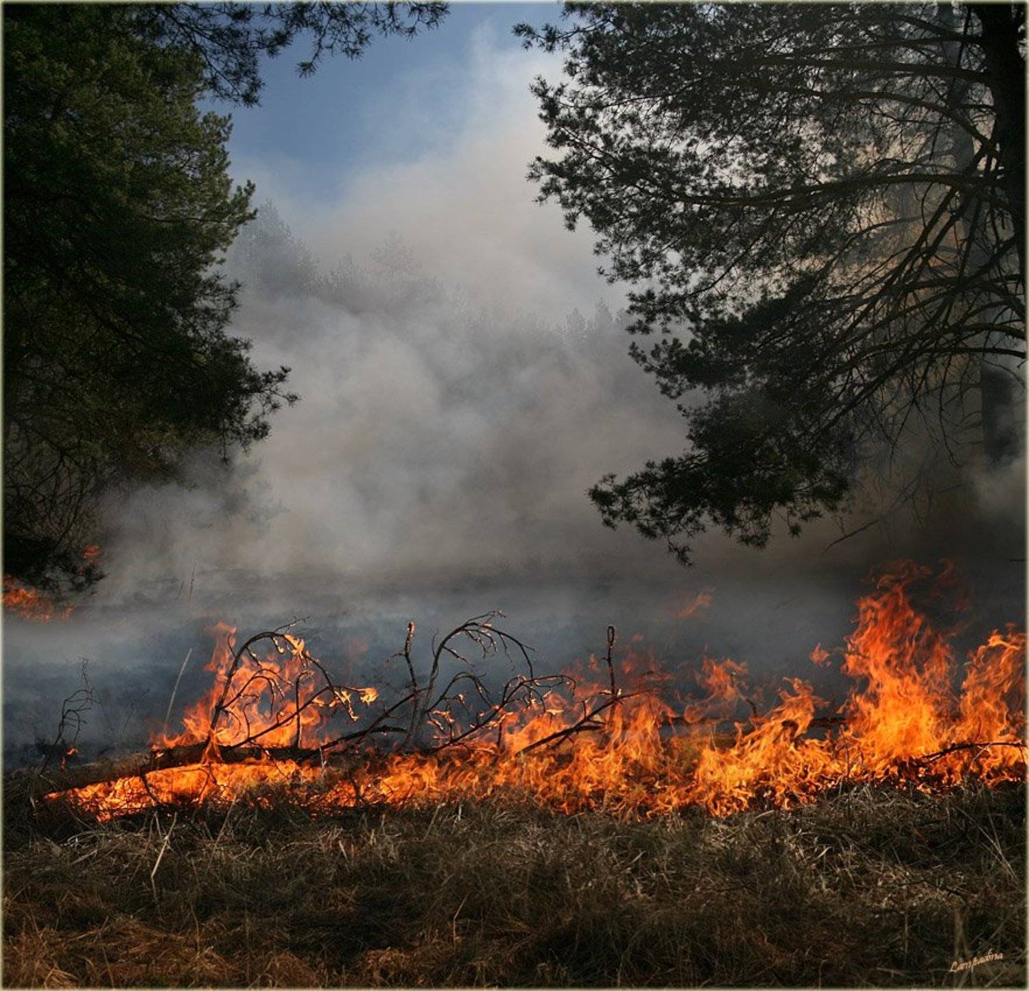подмосковье, 1 мая, пожар, лес, огонь, Lampadina (Svetlana Maximova)