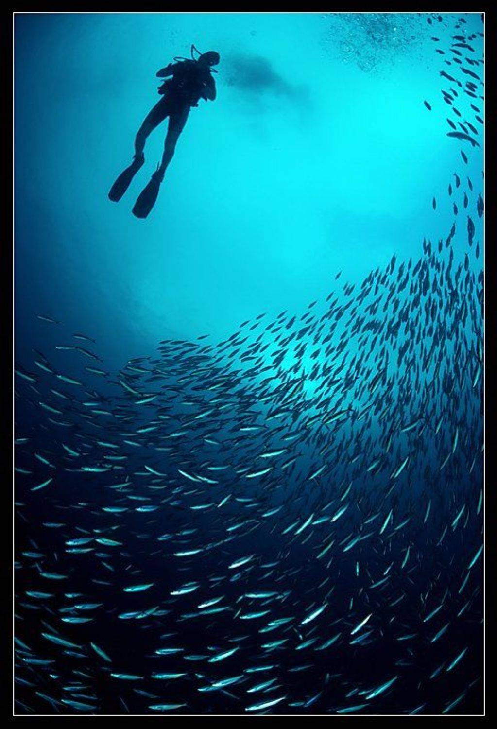 дайвер, в, кадре, Сергей Шанин