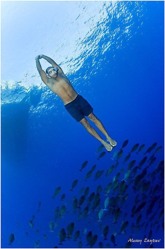зайцев, обучение, подводной, фотографии, , красное, море, фри, дайвер Ежипшен фридайвер-самый фри на свете! фото превью