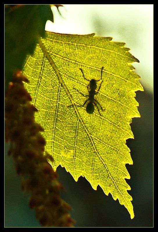 муравей, листок, солнце, весна, тепло. Солнечная ванна фото превью
