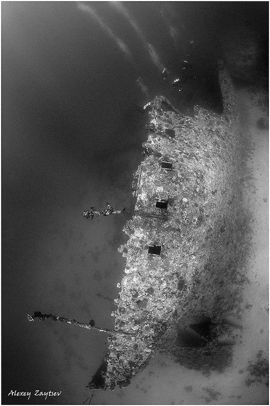 зайцев, обучение, подводной, фотографии, , красное, море, рэк Carnatic фото превью